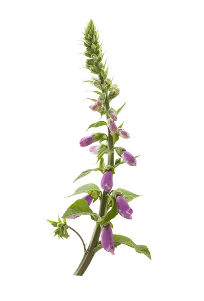Beyaz bir arka plan üzerinde izole Foxglove Çiçek. Digitalis purpurea
