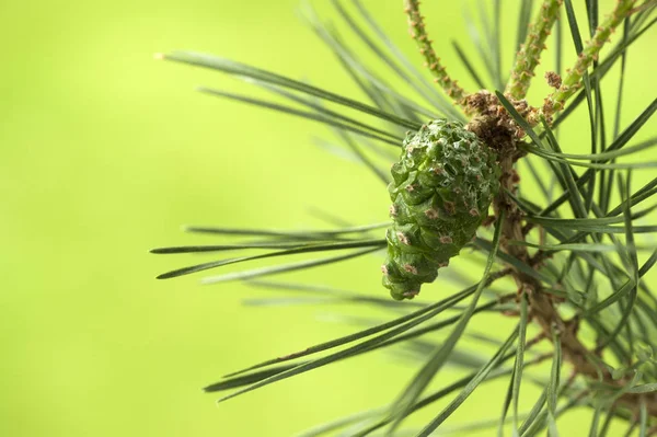 Branche Pin Avec Jeune Cône Vert Sur Fond Vert Flou — Photo