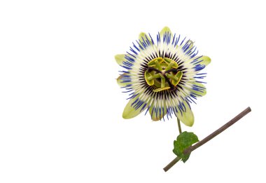 Blue passion flower isolated on a white background. clipart
