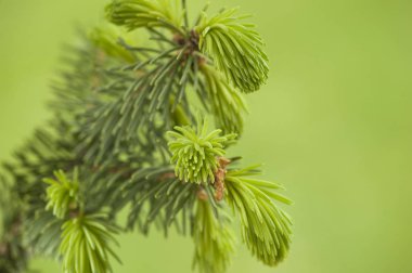 Ladin ağacının genç sürgünler ile Şubesi