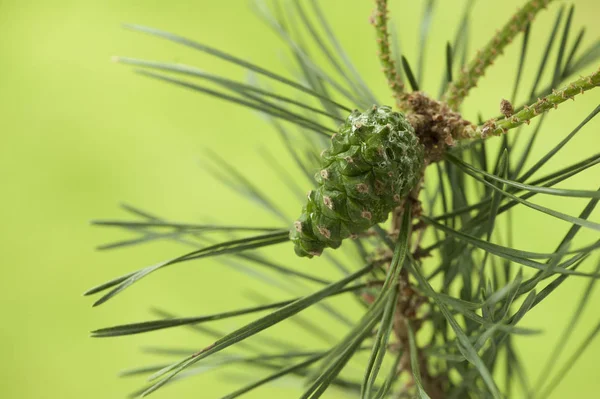 Branche Pin Avec Jeune Cône Vert Sur Fond Vert Flou — Photo