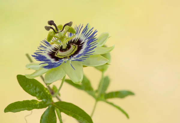 Sarı bulanık arka planda çiçek açan passiflora