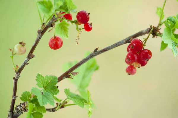 Red Currant Berries Growing Green Blurred Background — Stock Photo, Image