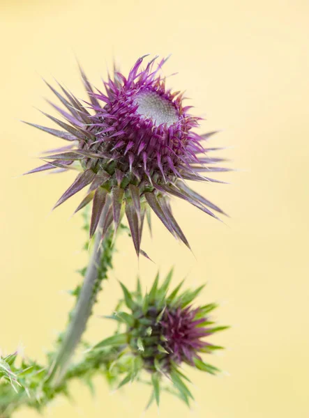 Süt devedikeni çiçeğini kapat (Silybum marianum) Sarı bulanık arka planda mor süt devedikeni çiçeği. 