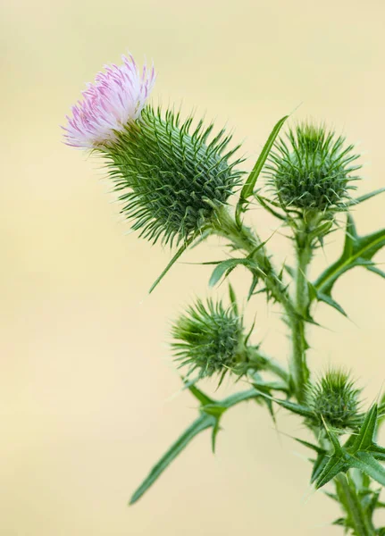 Sarı bulanık arka planda pembe devedikeni çiçeği açar.. 