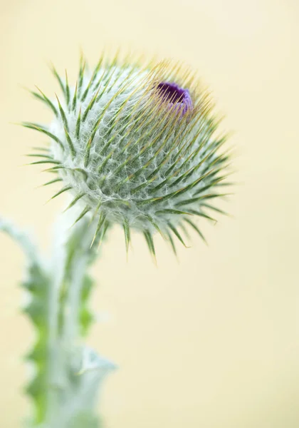 Sarı bulanık arka planda yabani pamuk devedikeni yetişiyor. Onopordum acanthium (pamuk devedikeni, İskoç devedikeni) familyası Asteraceae 'dir.