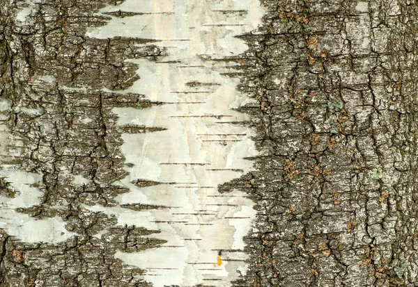 Écorce Bouleau Blanc Fond Arbre Texture — Photo