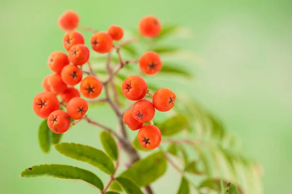 Primer Plano Las Bayas Rowan Sobre Fondo Borroso Verde — Foto de Stock