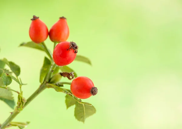 Close Rose Hips Green Blurred Background — Stock Photo, Image