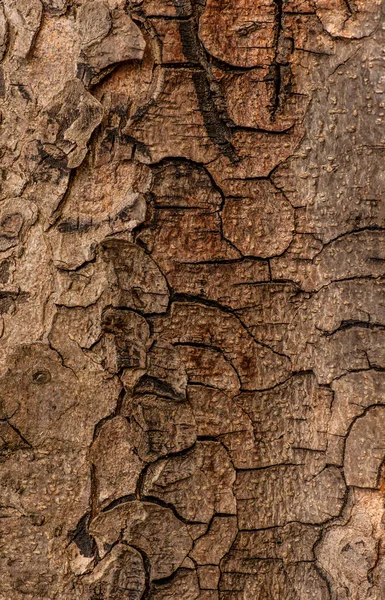 Kestane ağacının gövdesinin kaba ağaç dokusu.. 