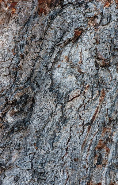 荒木の幹の質感 — ストック写真