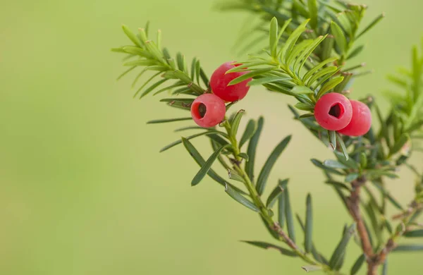 欧洲紫杉的假发 欧洲紫杉 Taxus Baccata 红色成熟果实的宏 — 图库照片