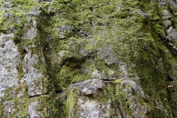 Зеленое Пятно Камне Камень Заросший Буммой — стоковое фото