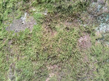 Kayanın üzerinde yeşil yosun var. Bir bhomme ile büyümüş bir taş