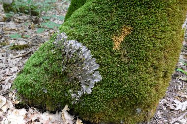 Yaşlı bir ağacın gövdesinde yosun ve liken. Orman çöpü..