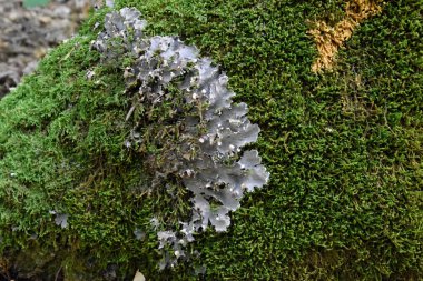 Yaşlı bir ağacın gövdesinde yosun ve liken. Orman çöpü..