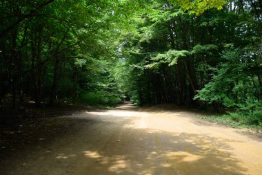 Ormandaki dağ yolu. Şekil Şekeri Ormanı.