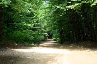 Ormandaki dağ yolu. Şekil Şekeri Ormanı.