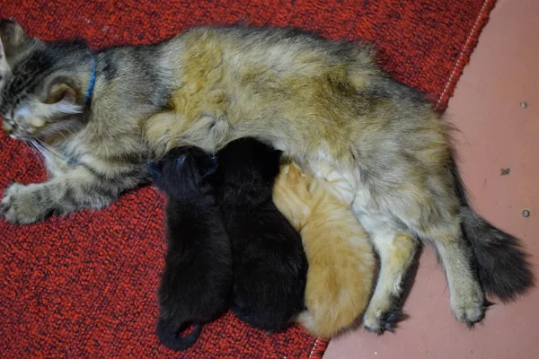 Μαμά Της Γάτας Ταΐζει Γάλα Γατάκια Και Μια Γάτα Ξαπλώνουν — Φωτογραφία Αρχείου