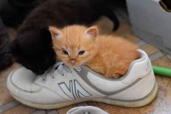 Gatinhos Num Sapato Gatinhos Brincam Juntos — Fotografia de Stock