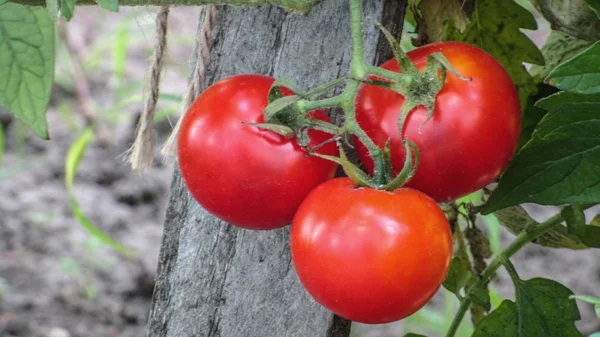 Tomate de jardinagem. Tomates vermelhos maduros pendurados no jardim . — Fotografia de Stock