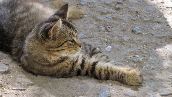 Kat, zittend op de steeg — Stockfoto