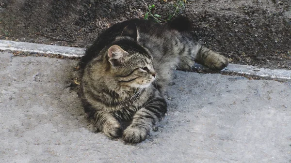 猫坐在小巷里 — 图库照片