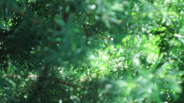 Verschwommener abstrakter Natur-Hintergrund — Stockfoto