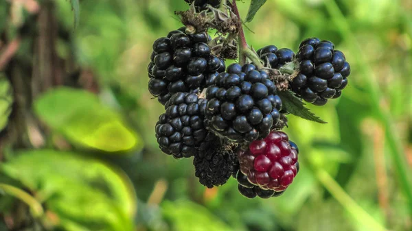 Cosecha en un día soleado. Blackberry en un arbusto — Foto de Stock