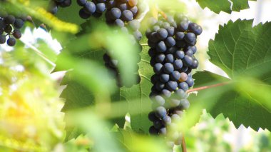 Üzümler vaktinden önce hasat kavramı. Olgun üzüm