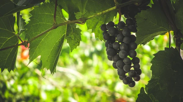 Concepto de cosecha de uva. Uvas maduras — Foto de Stock