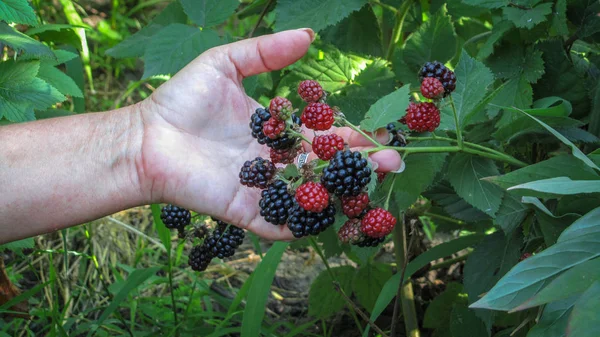 Harvesting on a sunny day. Blackberry on a bush — Stock Photo, Image