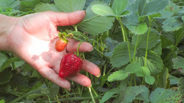 Harvesting. Strawberries in the garden. — Stock Photo, Image