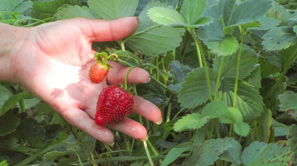 Cosecha. Fresas en el jardín . —  Fotos de Stock