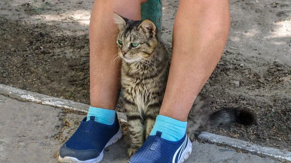 Un gatto seduto ai piedi di un uomo in piedi — Foto Stock