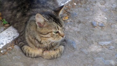 Sokakta üzerinde oturan kedi