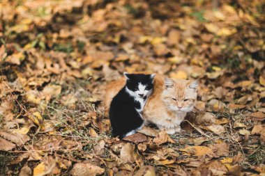 yaprak yığını bir sonbahar bir güneşli gün uyuyan evsiz kedi