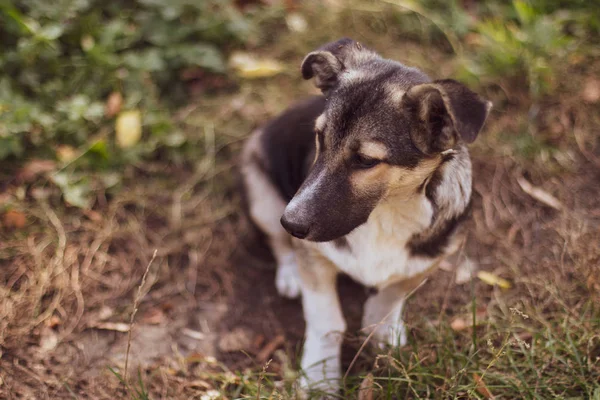 Gatan hund i skogen — Stockfoto