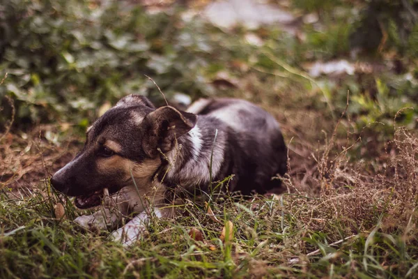 Gatan hund i skogen — Stockfoto