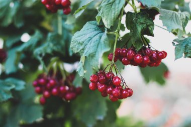 Bush kartopu meyveleri kırmızı güneş tarafından aydınlatılmış,