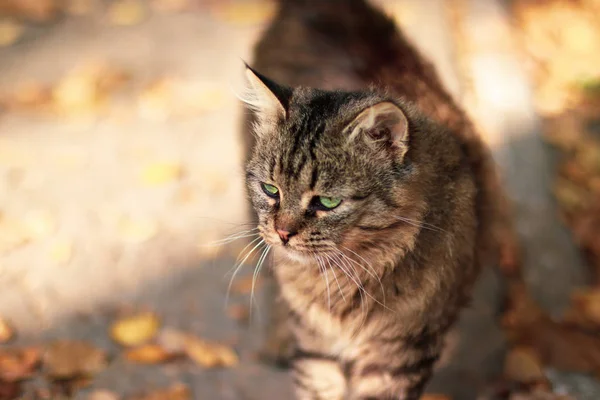 Gato jengibre grande y curioso en la calle — Foto de Stock