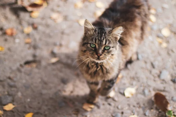 Grote Nieuwsgierig Gember Kat Straat Straat Kat Kijkt Naar Het — Stockfoto