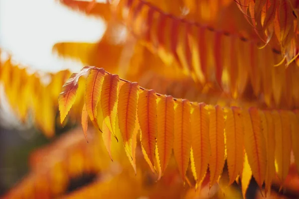 Autumn leaves.Yellow leaf background close up