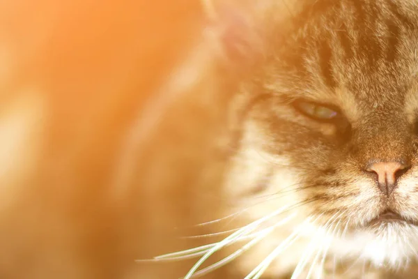 Primer plano de un gato doméstico con hermosos ojos verdes . — Foto de Stock