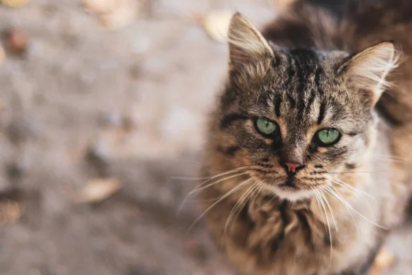 Gros et curieux chat roux dans la rue — Photo