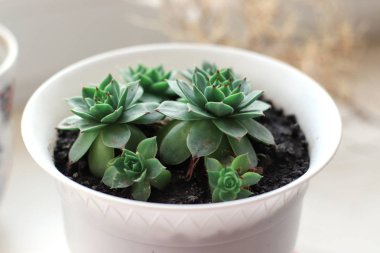 Renkli çiçekli sulu House bitkiler arka plan avuç