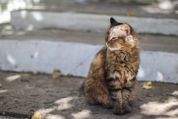 太陽の下で美しい灰色の猫 — ストック写真