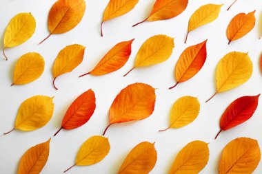 Sonbahar kompozisyon. Düz yatıyordu, en iyi görünümü