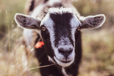 Bir alandaki şirin keçi yakın çekim