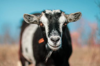 Bir alandaki şirin keçi yakın çekim